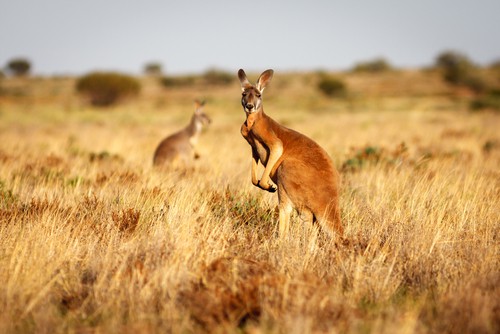 Oplev Australien med en rejseforsikring til Australien